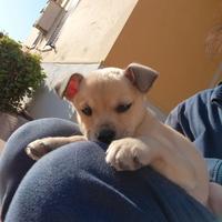 Cucciolo pincher chiwawa