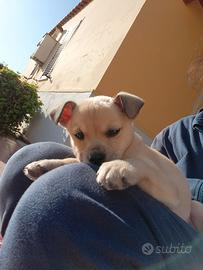 Cucciolo pincher chiwawa