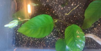 Anubias barteri,Pangolino,Coin leaf,bonsai e nana