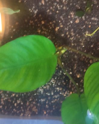 Anubias barteri,Pangolino,Coin leaf,bonsai e nana