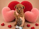 cuccioli-barboncino-red-intenso