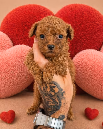 Cuccioli barboncino red intenso