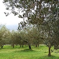 Terreno 7300mq con oliveto