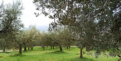 Terreno 7300mq con oliveto