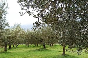 Terreno 7300mq con oliveto