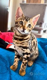 Disponibili cuccioli di Gatto del Bengala