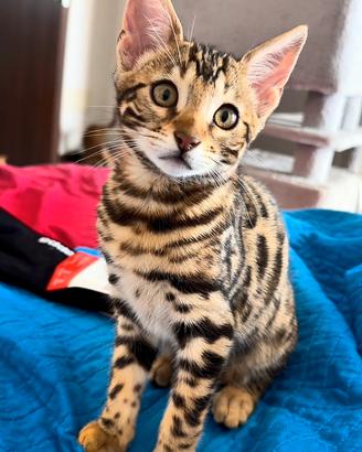 Disponibili cuccioli di Gatto del Bengala