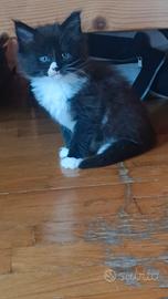 Cuccioli Maine Coon