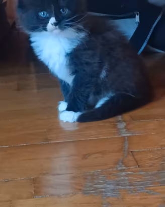 Cuccioli Maine Coon