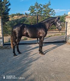 Cavallo andaluso