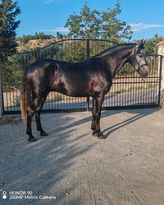 Cavallo andaluso