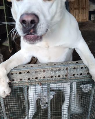 ? Billy - 1 anno, tanto amore da dare