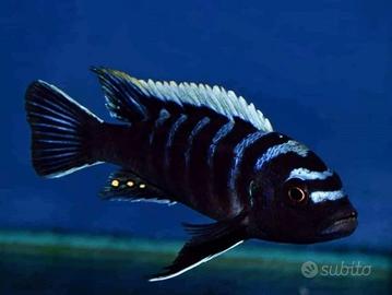 6 CICLIDI Nigrofasciatum xant obliquidens afra