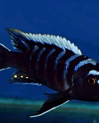 6 CICLIDI Nigrofasciatum xant obliquidens afra