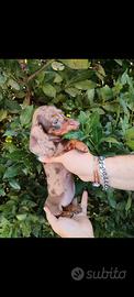 Cuccioli di bassotto con pedigree ENCI