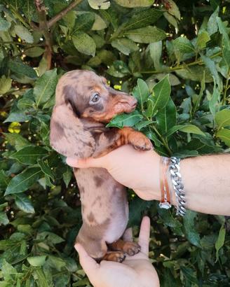 Cuccioli di bassotto con pedigree ENCI