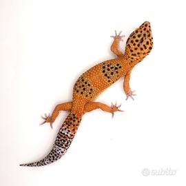Geco leopardino
