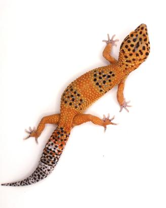 Geco leopardino