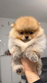 Pomerania Spitz nano