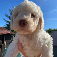 Cuccioli di Lagotto romagnolo