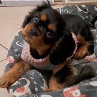 Cucciola di Cavalier King black and tan