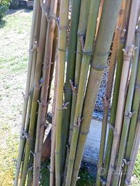 canne di bambù per pomodori