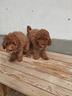 barboncino-nano-red-cuccioli