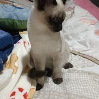 Gatti siamesi