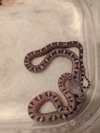 Pantherophìs guttatus scaleless(Serpenti del grano