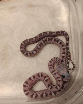 Pantherophìs guttatus scaleless(Serpenti del grano