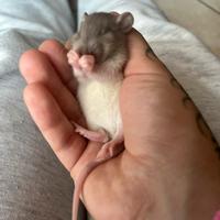 Cuccioli di ratto ??