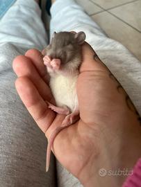 Cuccioli di ratto ??