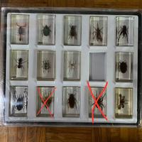 Collezione insetti da tutto il mondo RBA 2015