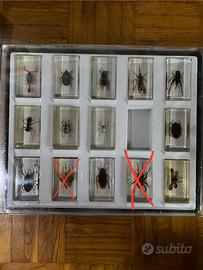 Collezione insetti da tutto il mondo RBA 2015