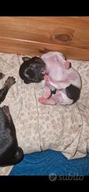 Cucciolo chipin bianco e nero