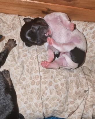 Cucciolo chipin bianco e nero