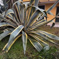 Bell esemplare de piante grasse !