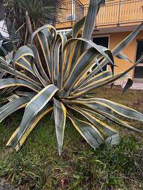 Bell esemplare de piante grasse !