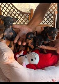 Pinscher toy