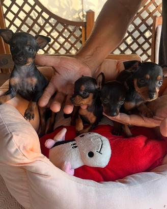 Pinscher toy