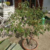 Pianta di cinnamomum canphora