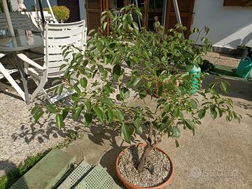 Pianta di cinnamomum canphora