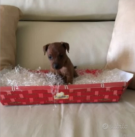 Pincher toy solo maschio ultimo