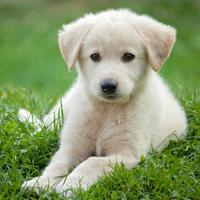 Cucciolo labrador