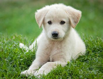Cucciolo labrador
