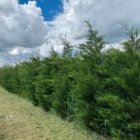 Leylandii Cipresso Leylandii per siepe