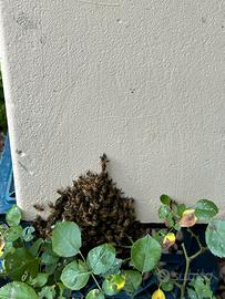 Nuclei, cera d’api, arnie