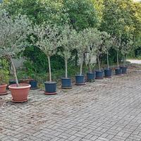 piante di ulivo qualità leccino 