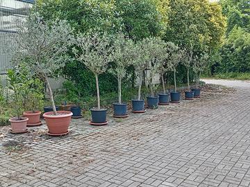 piante di ulivo qualità leccino 