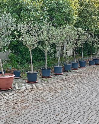 piante di ulivo qualità leccino 